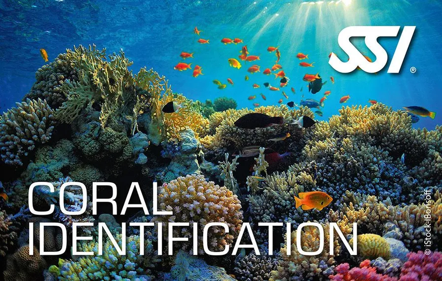 Coral Reef Conservation