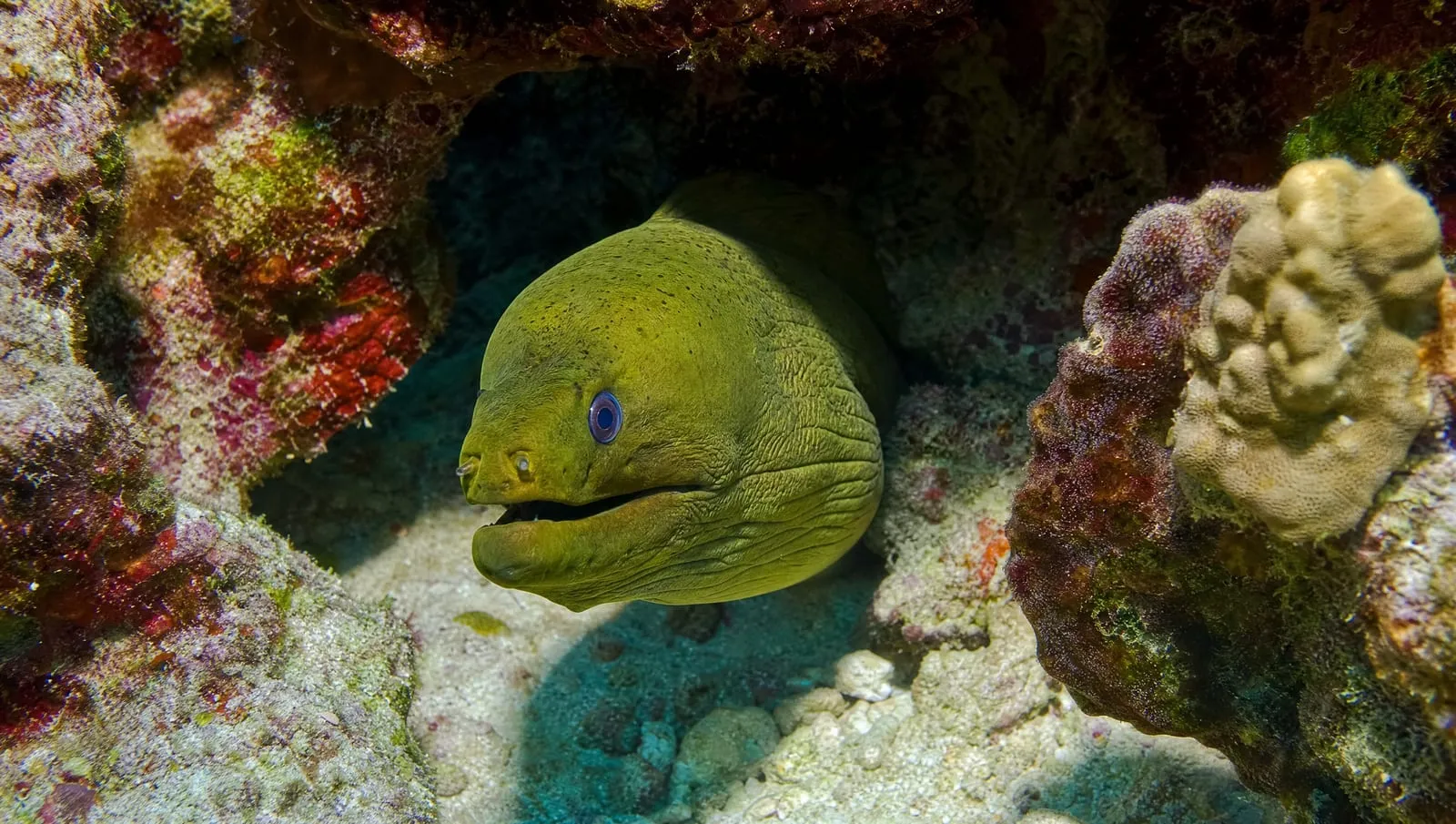 Moray eels on a Roatán reef