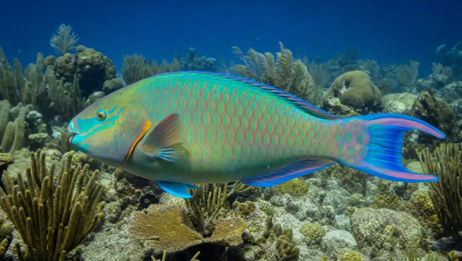 Tropical reef fish on a Roatán reef