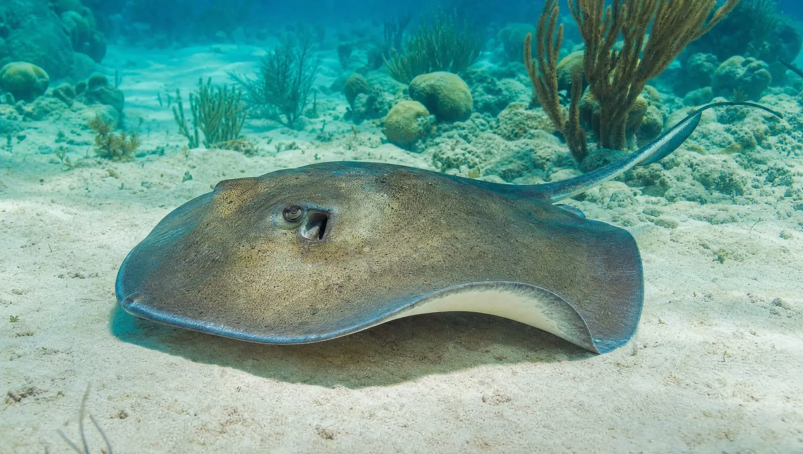 Stingrays on a Roatán reef