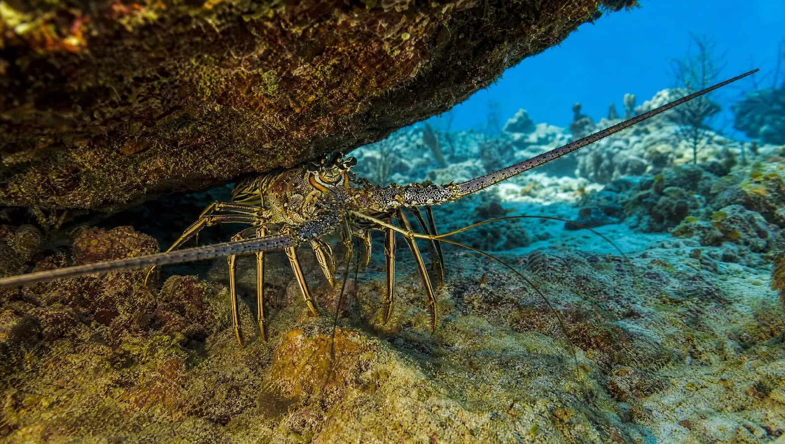 Lobster on a Roatán reef