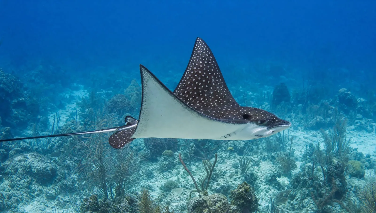 Eagle rays on a Roatán reef