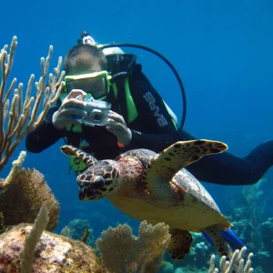 PADI Turtle Educated Diver – Exclusive at Sea Hunt Divers