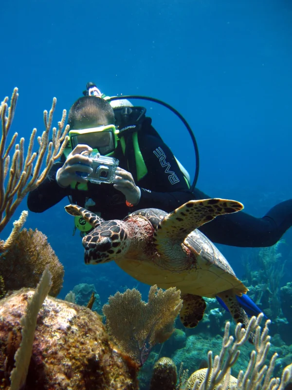 PADI Turtle Educated Diver – Exclusive at Sea Hunt Divers